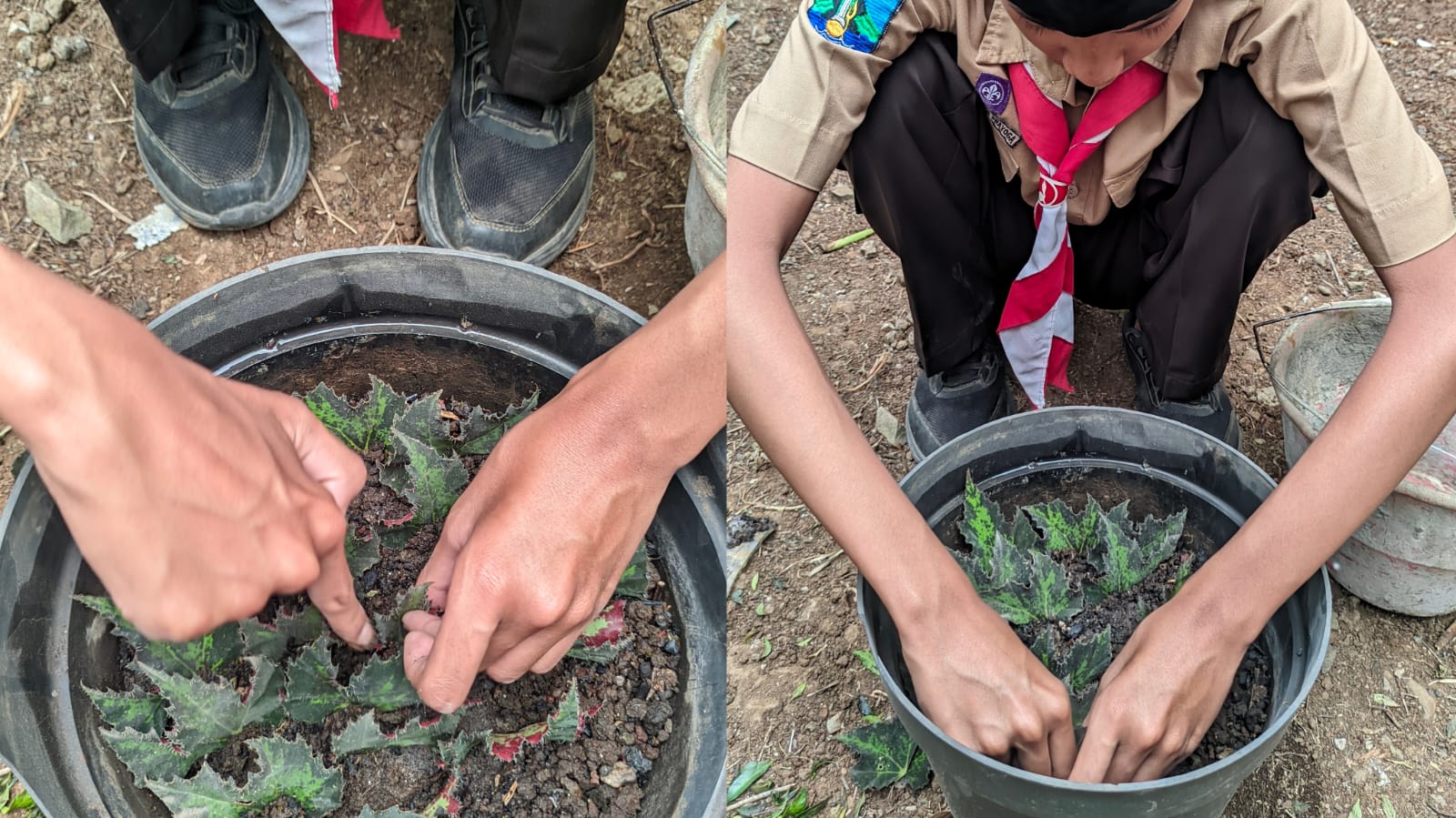 Metode dan Praktik Stek Daun